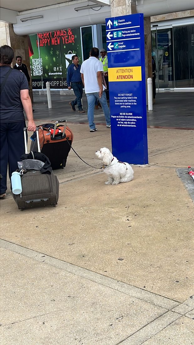 Maya waiting beside the luggage at an airport entrance