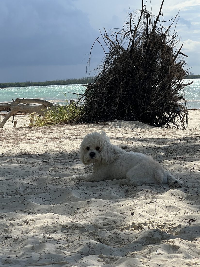 Maya resting on a white sand beach