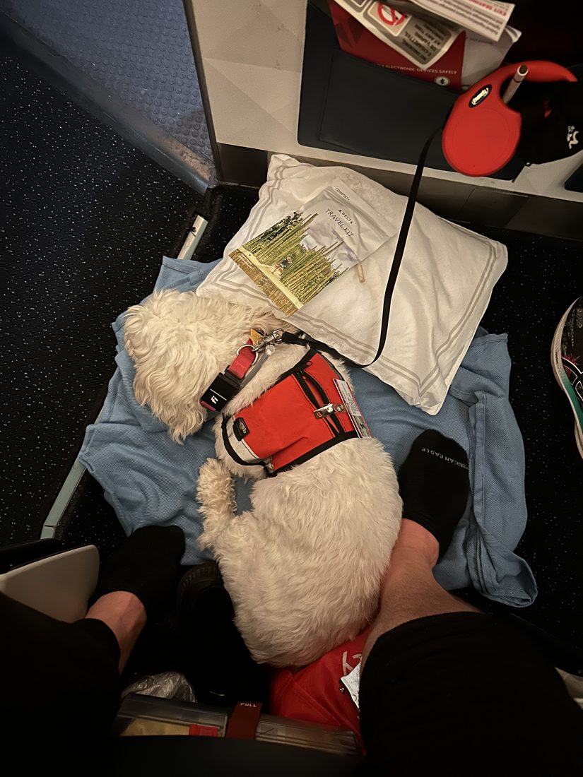 Maya in her red service vest on a plane seat